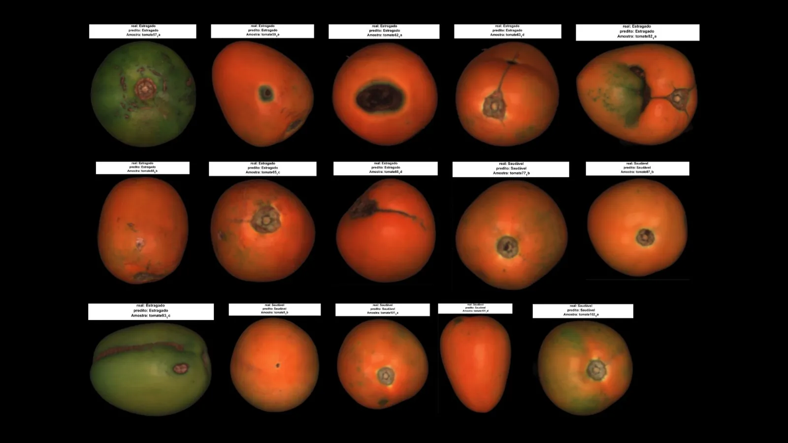 Tomates vermelhos